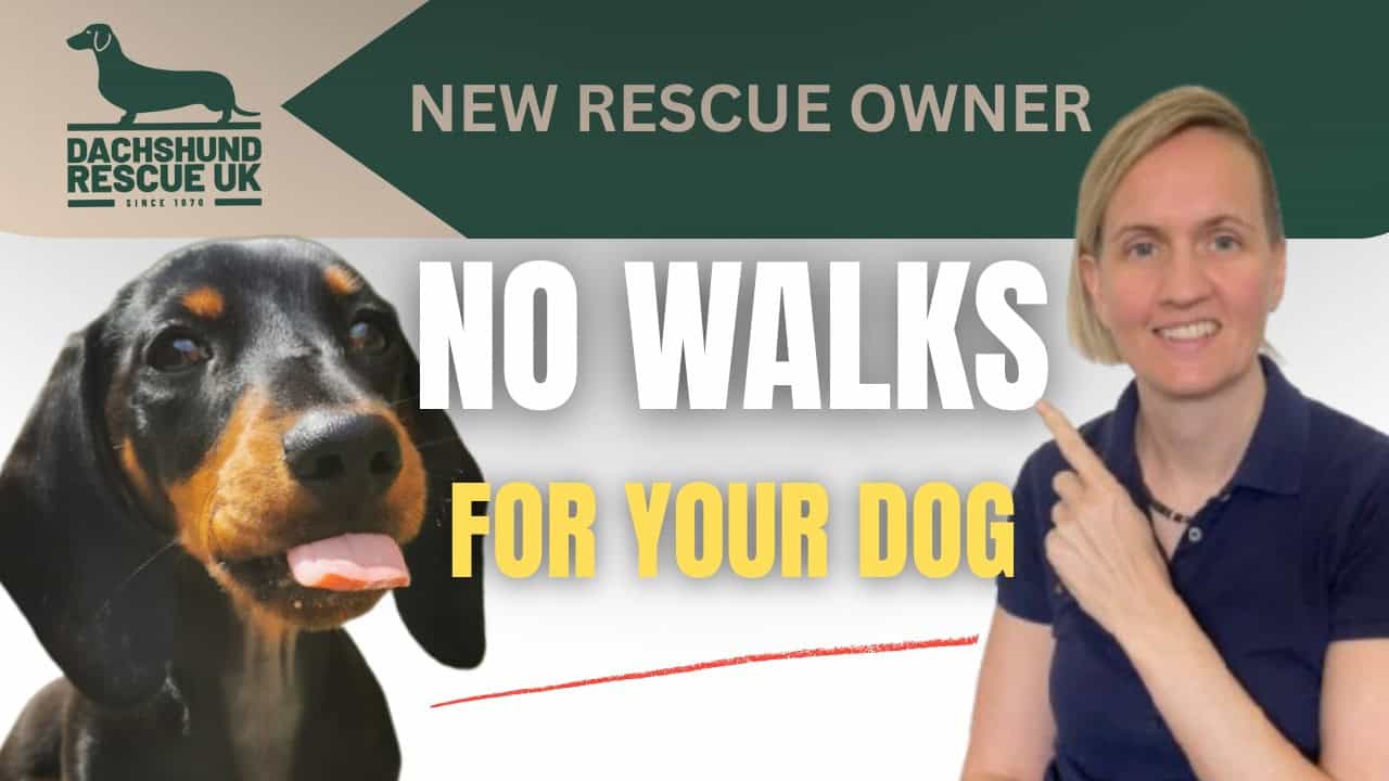 5 Why We Don’t Walk Rescue Dachshunds Straight Away