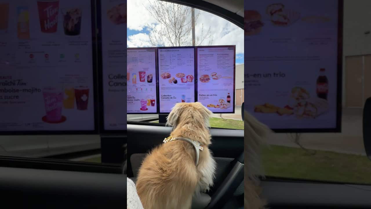Daphne buys a pupcup at the drive-thru
