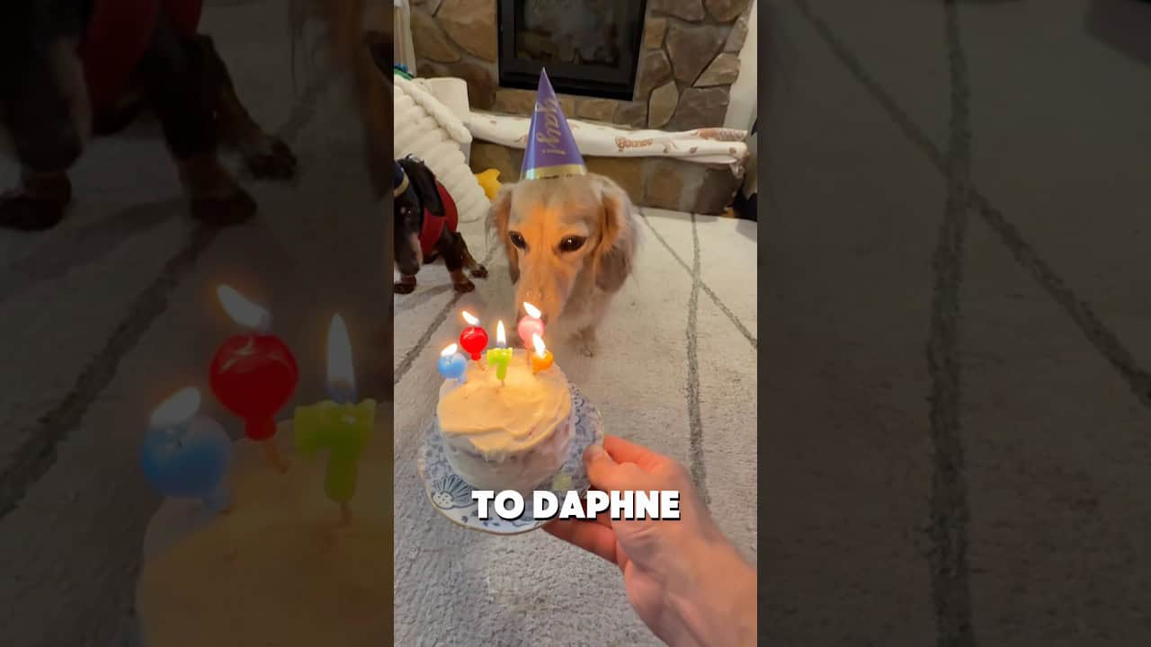 Help wish Daphne a happy 7th birthday!! 🎂
